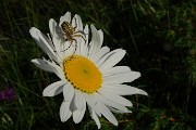 01 Margherita con ospite ragnetto (Aculepeira ceropegia) in Alpe Arera